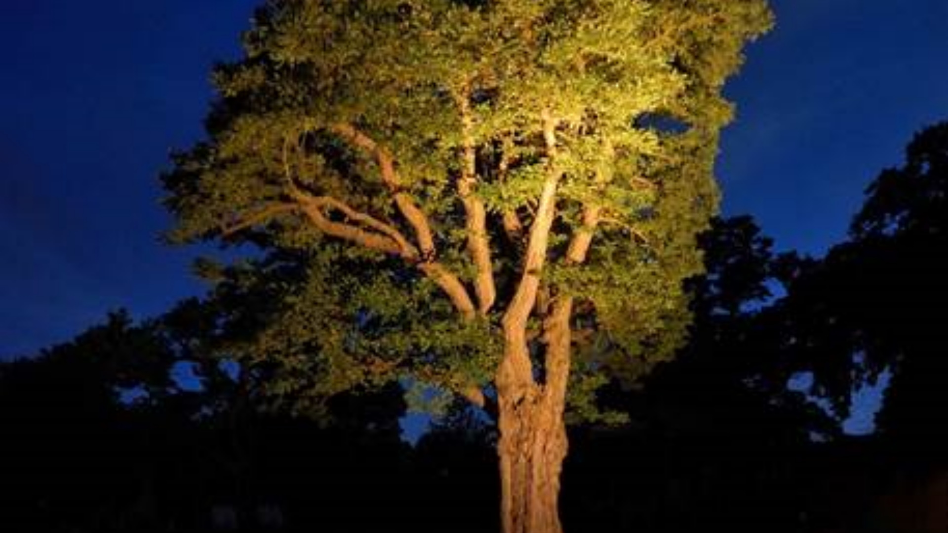 Outdoor Lights: an introduction to lighting trees