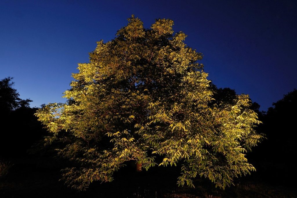Choosing the Correct Colour Temperature for Garden Lighting